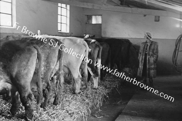 MRS ALEXANDER AND COWS